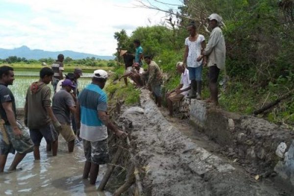 Petani Tetekolo, mengunakan material seadanya untuk memperbaiki senderan penahan jalur air menuju sawah mereka. (foto: istimewa)