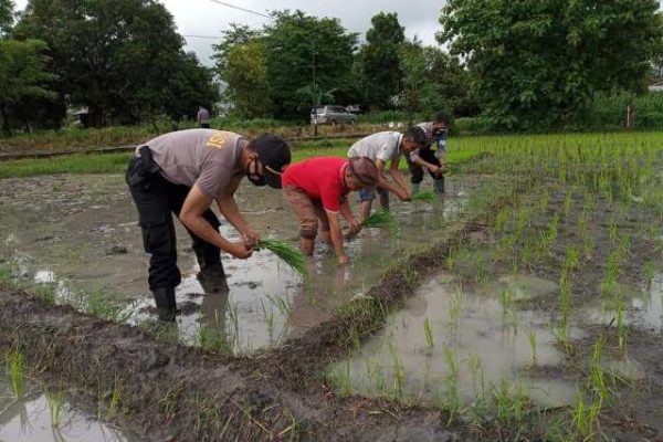 Petani Tuatuka bersama Kapolsek Kupang Timur masuk sawah menanam padi. (foto: istimewa)