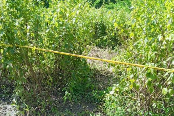 Di semak belukar, yang sudah di police line, inilah jazad Marsela ditemukan pertama kali oleh tetangganya. (foto : andi pah/kupangterkini.com)