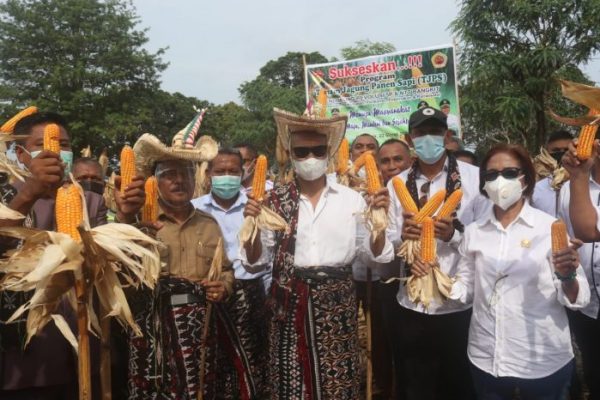 Pejabat Pemprov NTT dan Pemkab Kupang bersama sama melakukan panen raya jagung di Desa Pantulan, Sulamu. (ist)