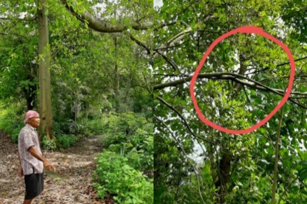 Ketua RT 19 Saat melihat Kabel Listrik yang tertindih dahan pohon