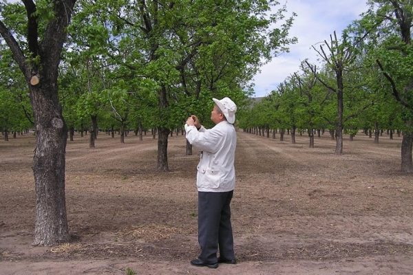 Penemu teknologi EM, Prof Dr Teruo Higa sedang mengamati pohon yang tampak menghijau di salah satu negara Eropa. (ist)