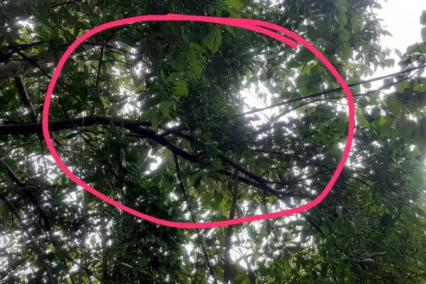 Dahan pohon yang menindih jaringan kabel listrik yang sudah lama terjadi namun belum ditangani. (yandry/kupangterkini.com)