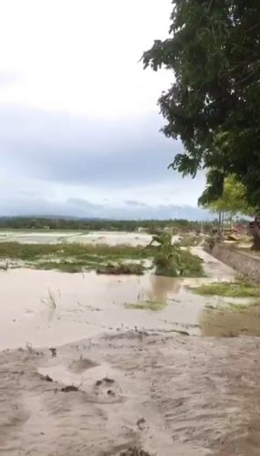 Ribuan hektar sawah milik warga di kabupaten Kupang gagal panen tahun ini. pasalnya lahan persawahan mereka tertutup lumpur yang dibawa banjir. (ist)