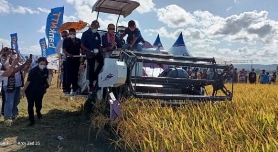 Gubernur NTT saat memanen padi menggunakan mesin panen di desa Manusak (ist)