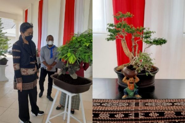 Julie Sutrisno Laiskodat saat mengamati tanaman yang dipajang dalam pameran komunitas bonsai (yandry/kupangterkini.com)