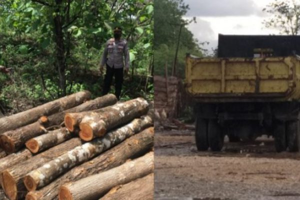 Kapolsek Kupang Timur, Iptu Victor Hari Saputra di lokasi penyimpanan kayu jati serta dumptruck yang dipakai mengangkut kayu hasil penebangan liar (ist)