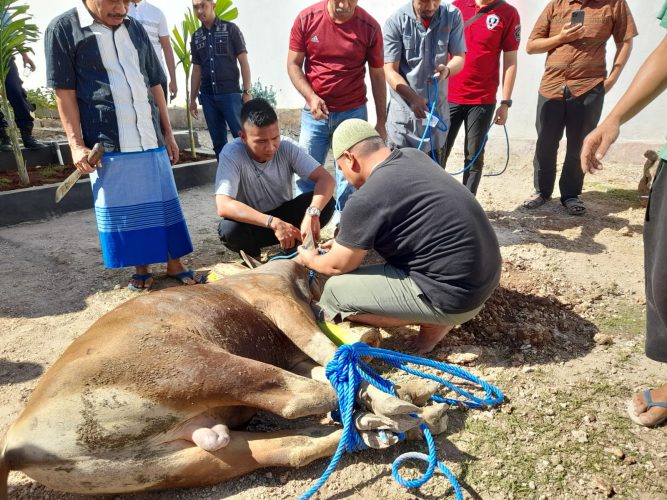 Petugas bersama warga binaan hendak menyembelih sapi kurban (yandry/kupangterkini.com)