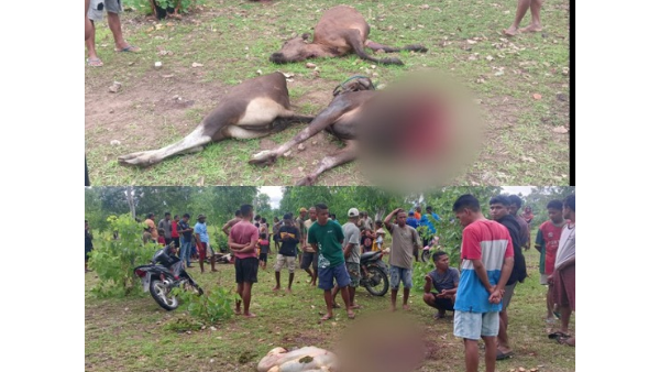 Ternak sapi yang dipotong menjadi dua bagian oleh pelaku (ist)