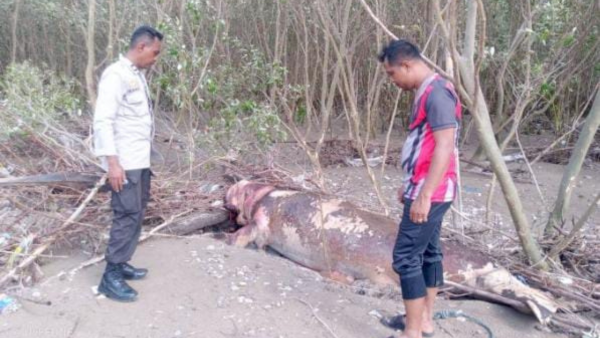 Bangkai Dugong yang ditemukan nelayan (ist)