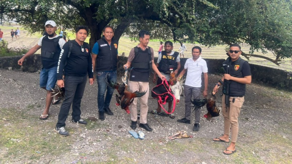 Kasat Reskrim Polres Kupang, AKP Yeni Setiono bersama anggota mengamankan ayam taji di lokasi (ist)