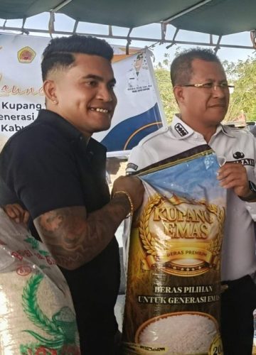 Piterson Lay mengangkat beras Kupang Emas hasil produksi CV SPM yang dikelolanya (yandry/kupangterkini.com)